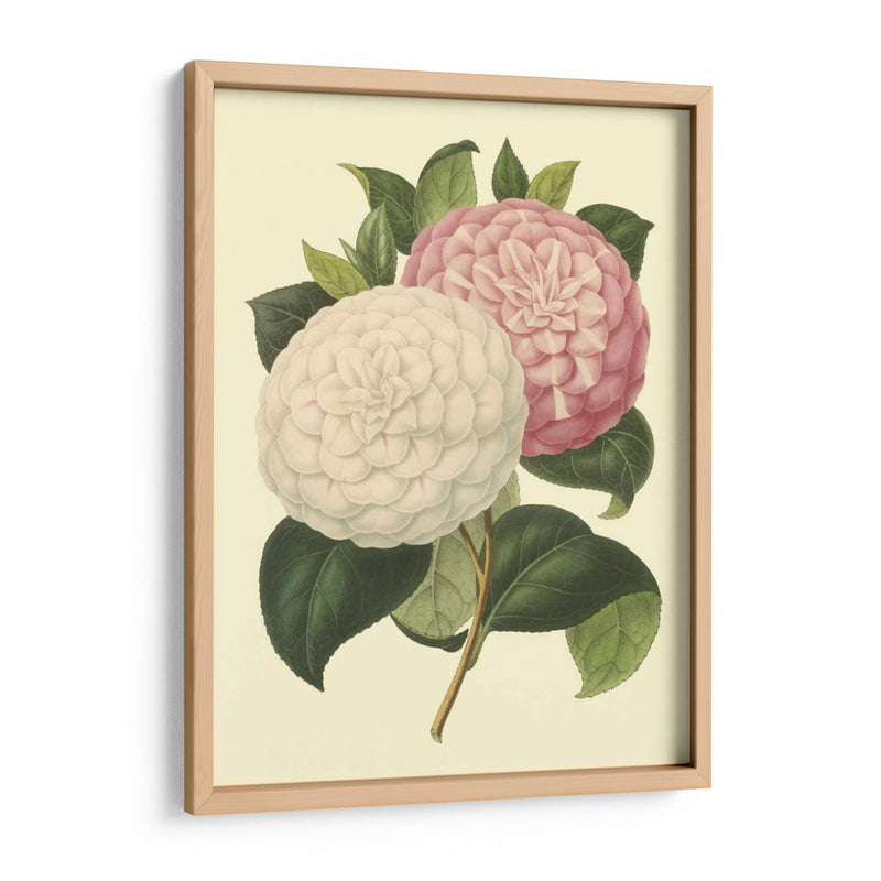 Camellia Garden Iv - Verschaffelt | Cuadro decorativo de Canvas Lab