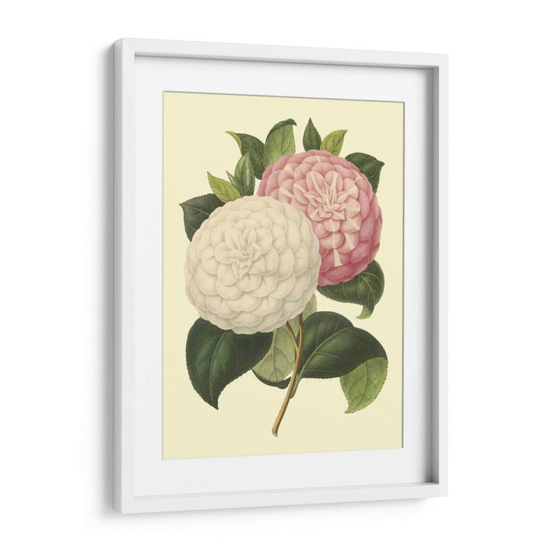 Camellia Garden Iv - Verschaffelt | Cuadro decorativo de Canvas Lab