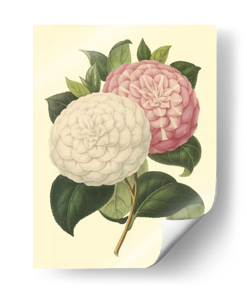 Camellia Garden Iv - Verschaffelt | Cuadro decorativo de Canvas Lab