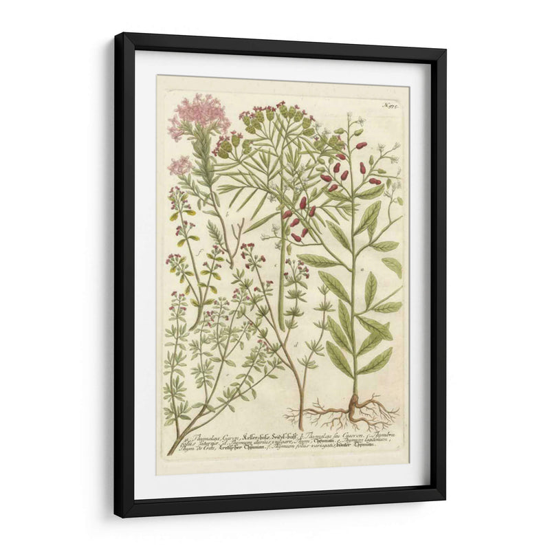 Weinmanns Garden I - Johann Weinmann | Cuadro decorativo de Canvas Lab