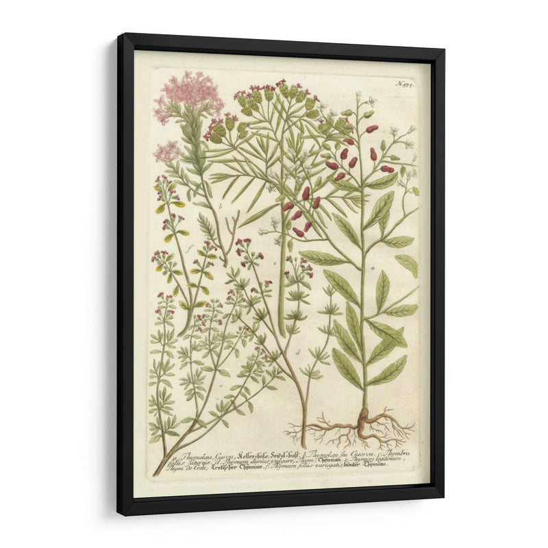 Weinmanns Garden I - Johann Weinmann | Cuadro decorativo de Canvas Lab