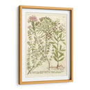 Weinmanns Garden I - Johann Weinmann | Cuadro decorativo de Canvas Lab