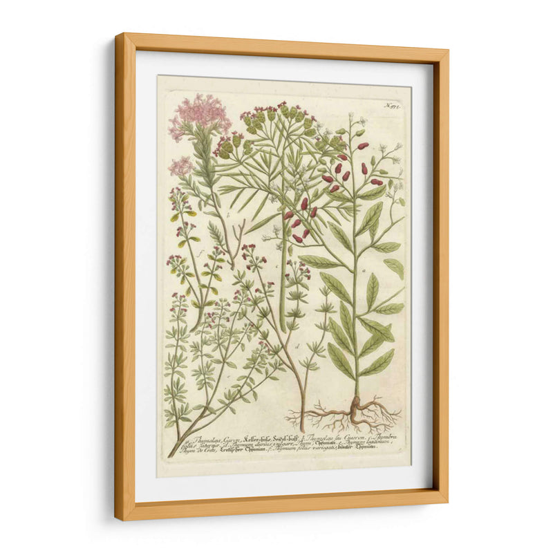 Weinmanns Garden I - Johann Weinmann | Cuadro decorativo de Canvas Lab