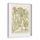 Weinmanns Garden I - Johann Weinmann | Cuadro decorativo de Canvas Lab
