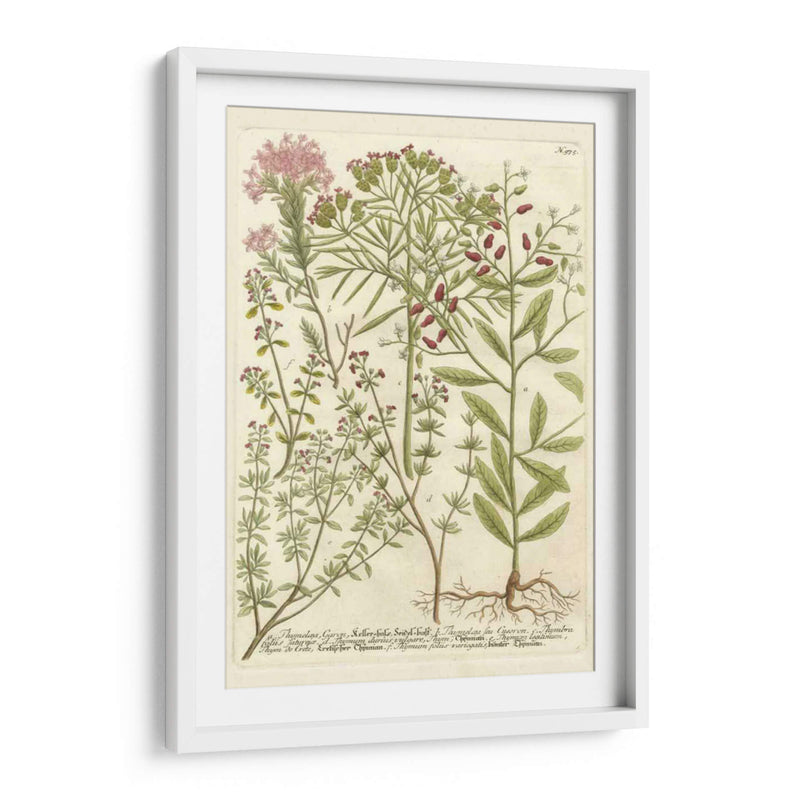 Weinmanns Garden I - Johann Weinmann | Cuadro decorativo de Canvas Lab