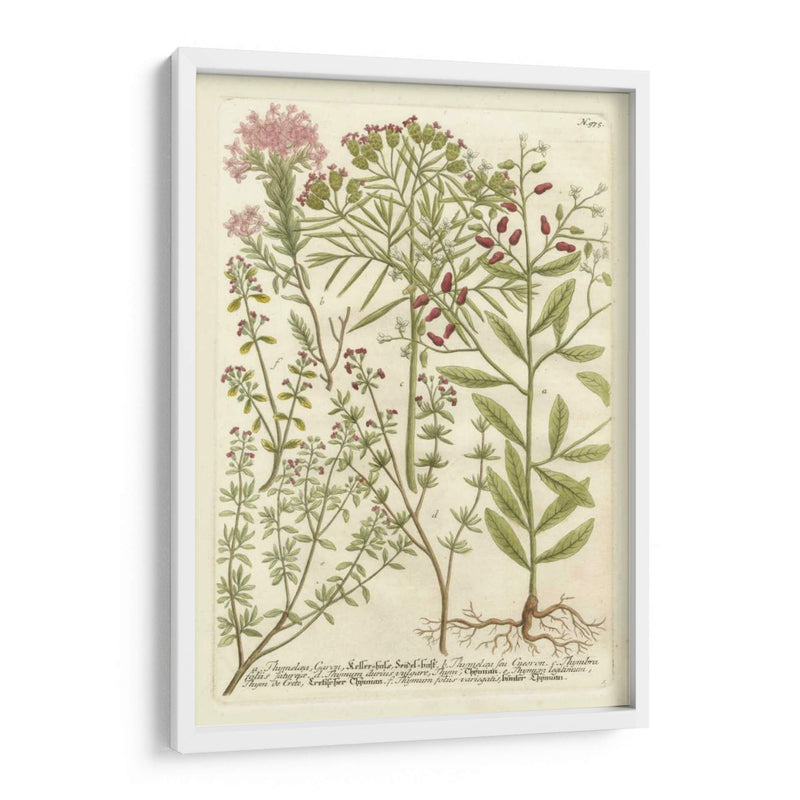 Weinmanns Garden I - Johann Weinmann | Cuadro decorativo de Canvas Lab