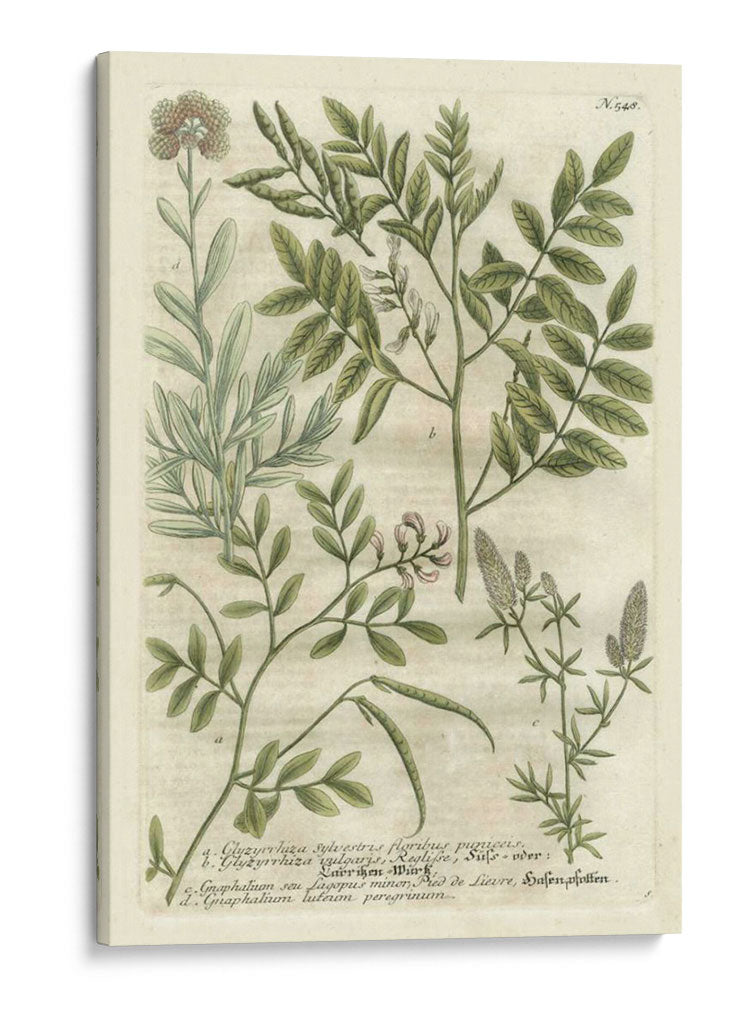 Weinmanns Garden Ii Ii - Johann Weinmann | Cuadro decorativo de Canvas Lab