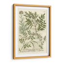 Weinmanns Garden Ii Ii - Johann Weinmann | Cuadro decorativo de Canvas Lab