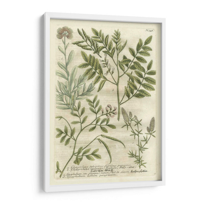 Weinmanns Garden Ii Ii - Johann Weinmann | Cuadro decorativo de Canvas Lab