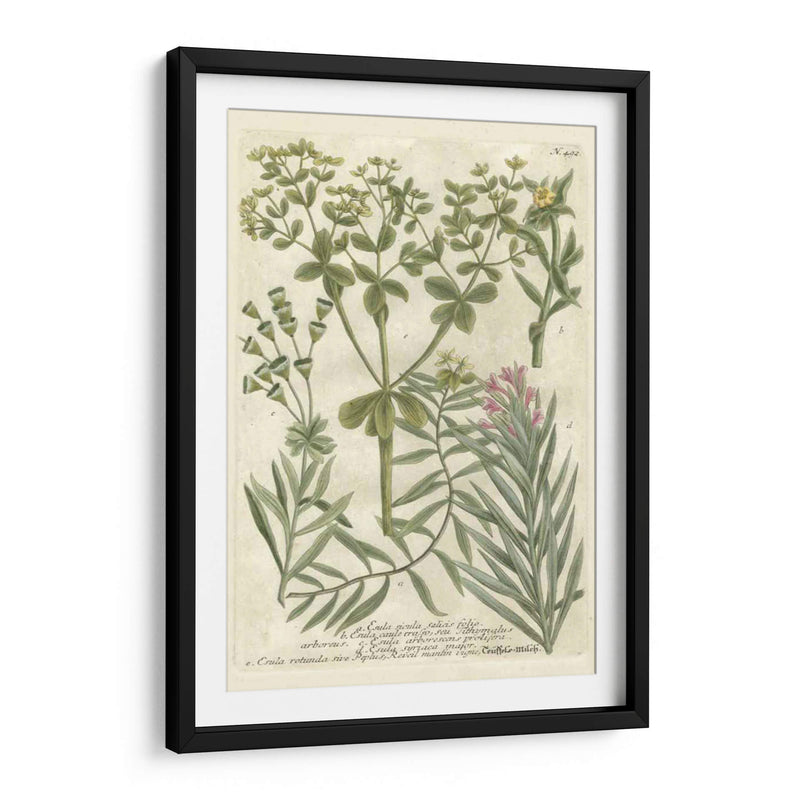 Weinmanns Garden Iii - Johann Weinmann | Cuadro decorativo de Canvas Lab