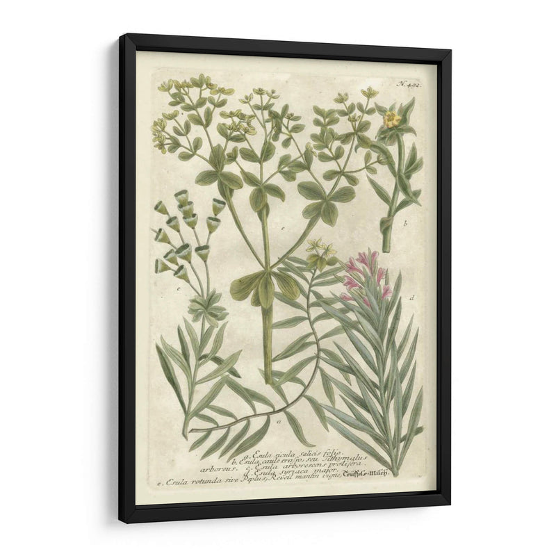 Weinmanns Garden Iii - Johann Weinmann | Cuadro decorativo de Canvas Lab