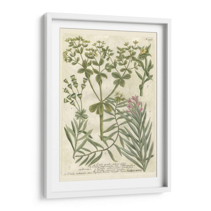 Weinmanns Garden Iii - Johann Weinmann | Cuadro decorativo de Canvas Lab