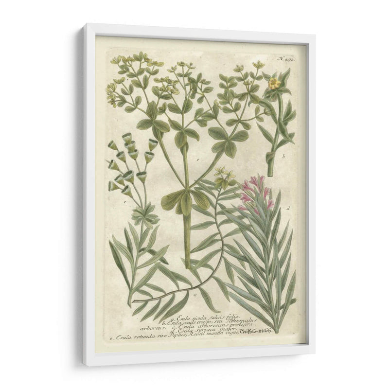 Weinmanns Garden Iii - Johann Weinmann | Cuadro decorativo de Canvas Lab