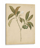 Natures Greenery V | Cuadro decorativo de Canvas Lab