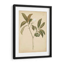Natures Greenery V | Cuadro decorativo de Canvas Lab