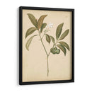 Natures Greenery V | Cuadro decorativo de Canvas Lab