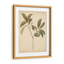 Natures Greenery V | Cuadro decorativo de Canvas Lab