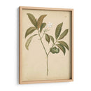 Natures Greenery V | Cuadro decorativo de Canvas Lab