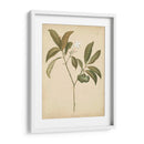 Natures Greenery V | Cuadro decorativo de Canvas Lab