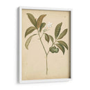 Natures Greenery V | Cuadro decorativo de Canvas Lab