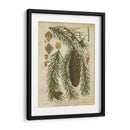 Coníferas Vintage I - Vision Studio | Cuadro decorativo de Canvas Lab