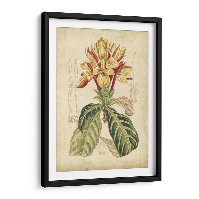 Curtis Tropical Blooms Iv - Curtis | Cuadro decorativo de Canvas Lab