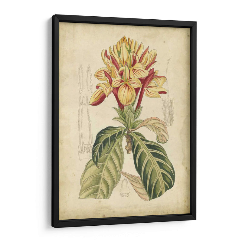 Curtis Tropical Blooms Iv - Curtis | Cuadro decorativo de Canvas Lab