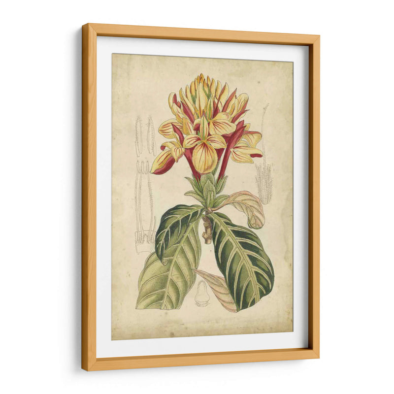 Curtis Tropical Blooms Iv - Curtis | Cuadro decorativo de Canvas Lab