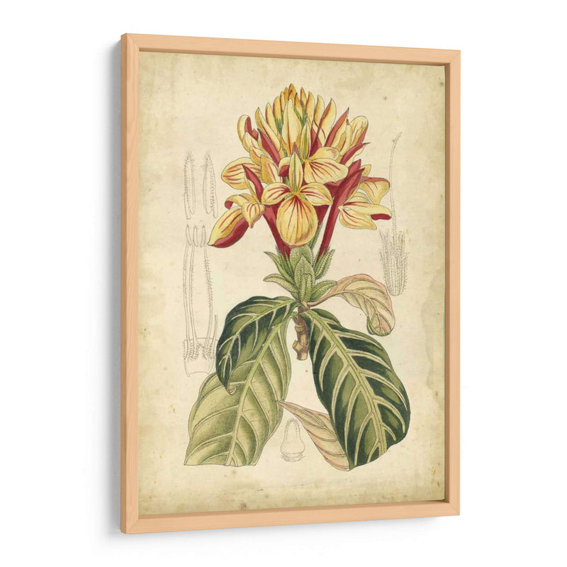 Curtis Tropical Blooms Iv - Curtis | Cuadro decorativo de Canvas Lab