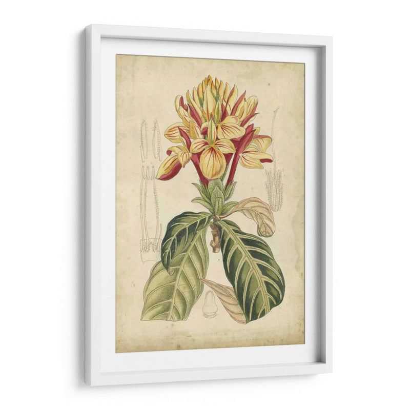 Curtis Tropical Blooms Iv - Curtis | Cuadro decorativo de Canvas Lab