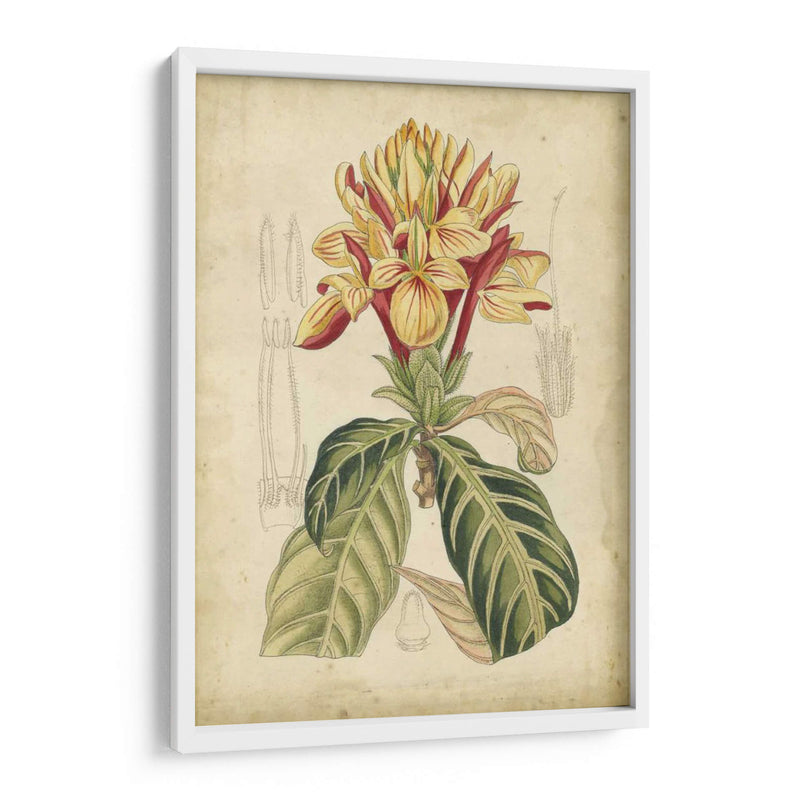 Curtis Tropical Blooms Iv - Curtis | Cuadro decorativo de Canvas Lab