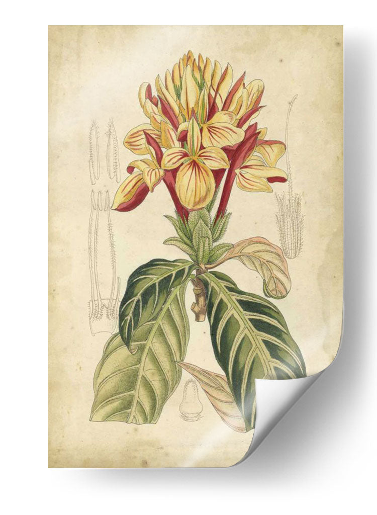 Curtis Tropical Blooms Iv - Curtis | Cuadro decorativo de Canvas Lab