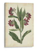 Pantalla Botánica Iv - Vision Studio | Cuadro decorativo de Canvas Lab