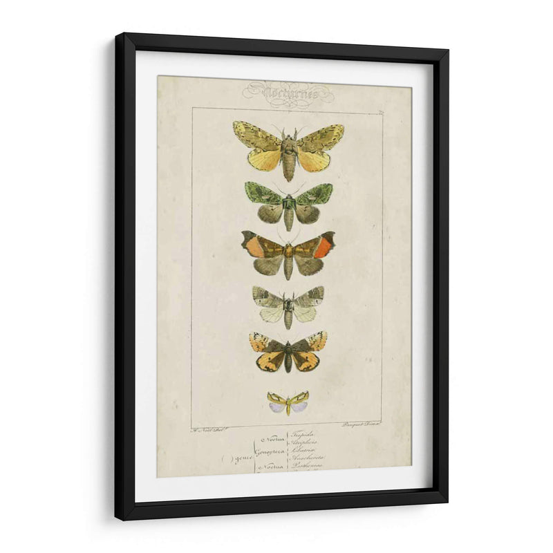 Pauquet Butterflies Ii - Pauquet | Cuadro decorativo de Canvas Lab