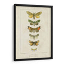 Pauquet Butterflies Ii - Pauquet | Cuadro decorativo de Canvas Lab