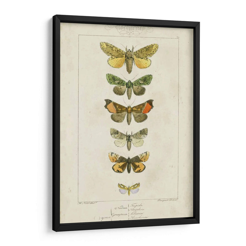 Pauquet Butterflies Ii - Pauquet | Cuadro decorativo de Canvas Lab