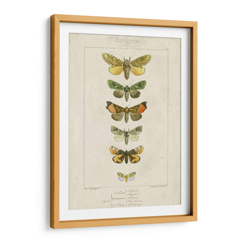 Pauquet Butterflies Ii - Pauquet | Cuadro decorativo de Canvas Lab