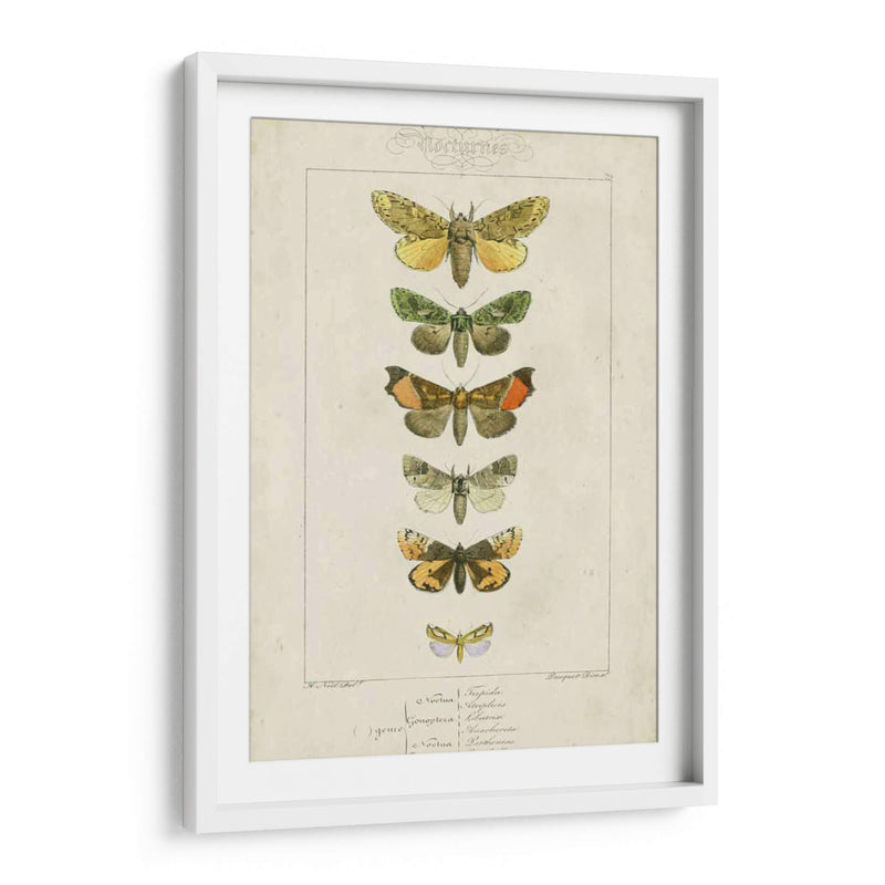 Pauquet Butterflies Ii - Pauquet | Cuadro decorativo de Canvas Lab