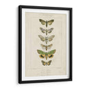 Pauquet Butterflies Iii - Pauquet | Cuadro decorativo de Canvas Lab