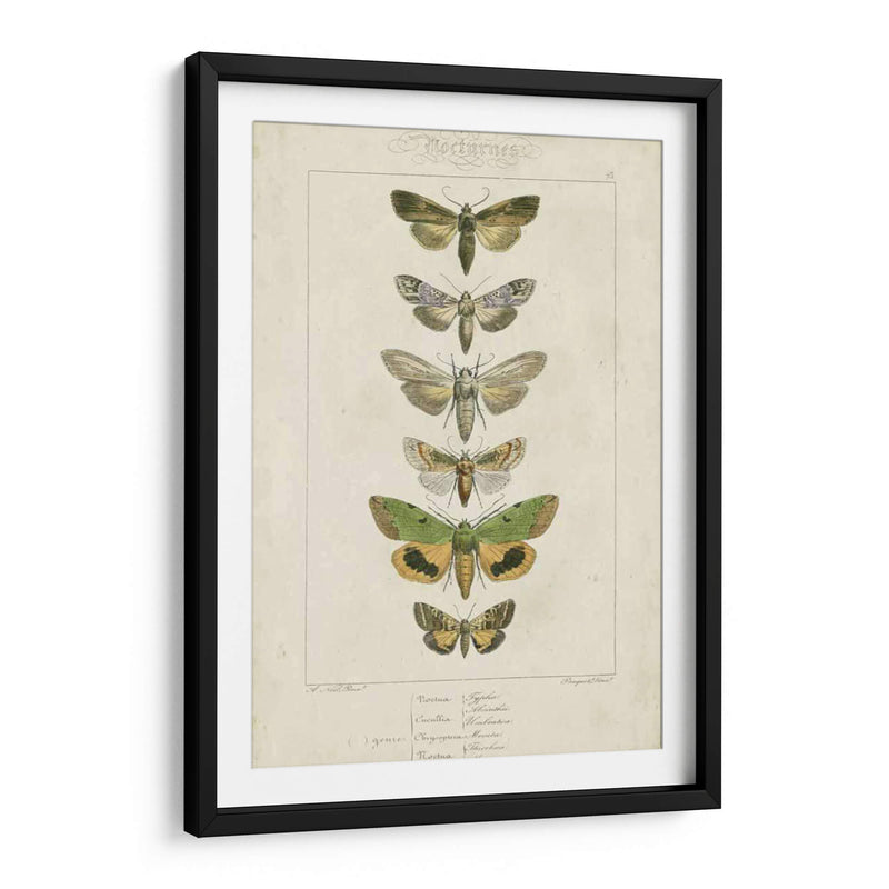 Pauquet Butterflies Iii - Pauquet | Cuadro decorativo de Canvas Lab