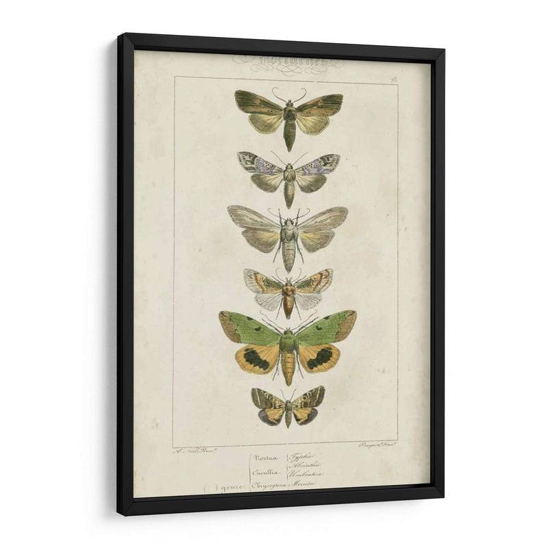 Pauquet Butterflies Iii - Pauquet | Cuadro decorativo de Canvas Lab