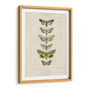 Pauquet Butterflies Iii - Pauquet | Cuadro decorativo de Canvas Lab