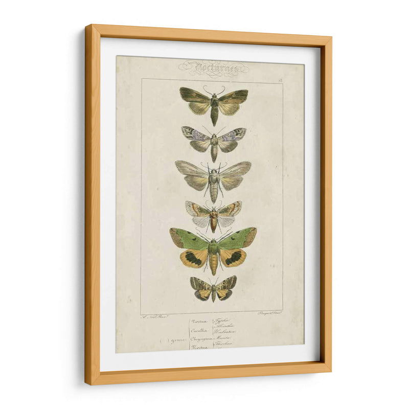 Pauquet Butterflies Iii - Pauquet | Cuadro decorativo de Canvas Lab