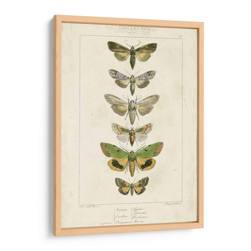 Pauquet Butterflies Iii - Pauquet | Cuadro decorativo de Canvas Lab