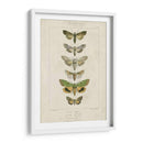 Pauquet Butterflies Iii - Pauquet | Cuadro decorativo de Canvas Lab