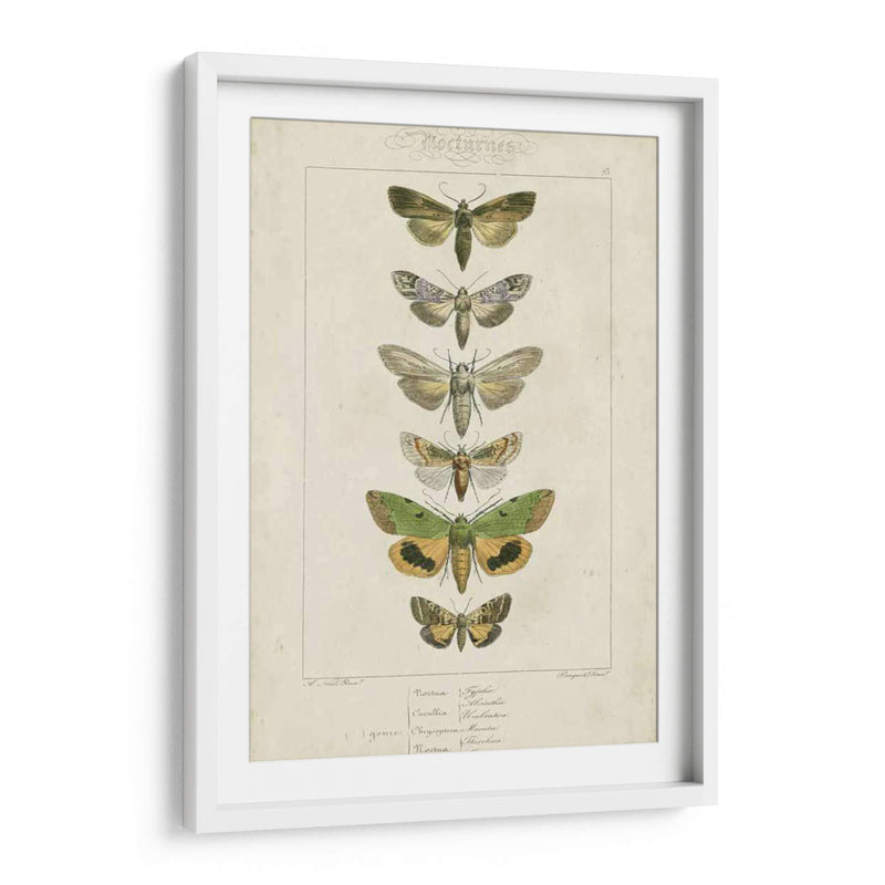 Pauquet Butterflies Iii - Pauquet | Cuadro decorativo de Canvas Lab