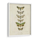 Pauquet Butterflies Iii - Pauquet | Cuadro decorativo de Canvas Lab