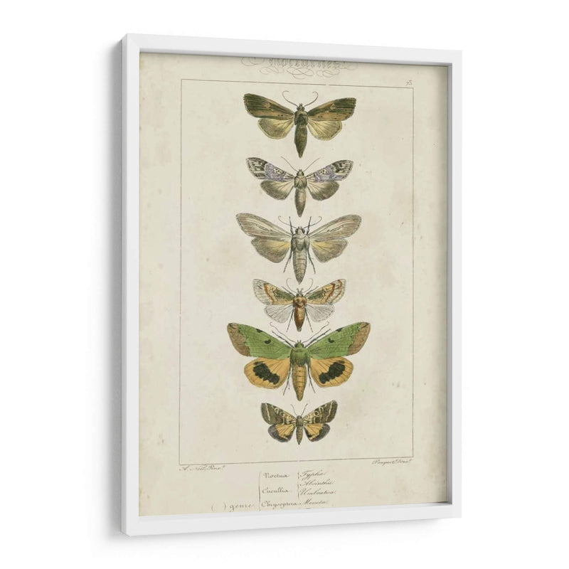 Pauquet Butterflies Iii - Pauquet | Cuadro decorativo de Canvas Lab