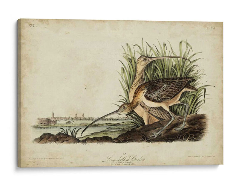 Curlew De Pico Largo - John James Audubon | Cuadro decorativo de Canvas Lab