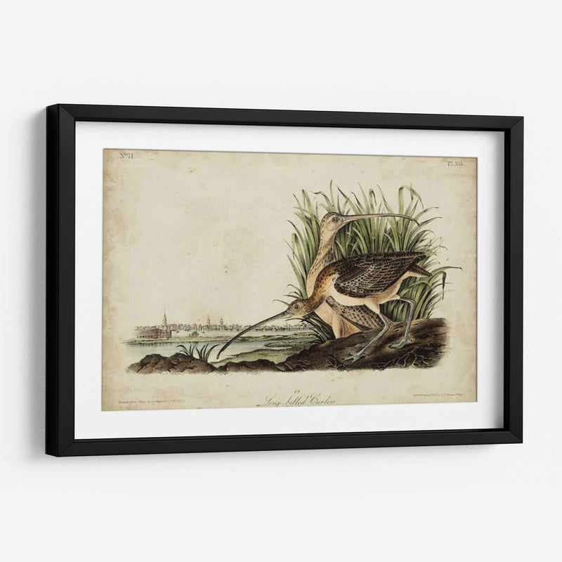 Curlew De Pico Largo - John James Audubon | Cuadro decorativo de Canvas Lab